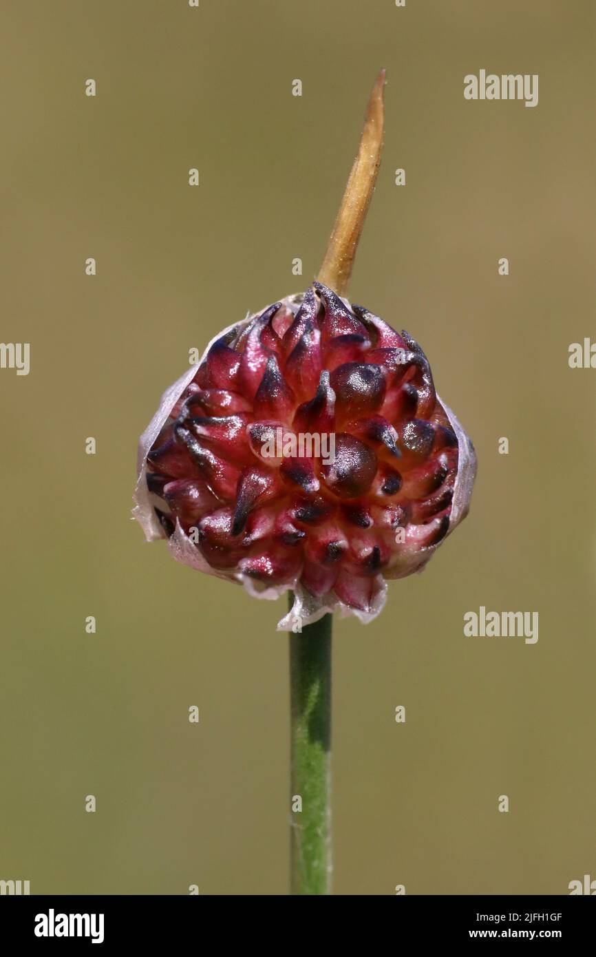 Crow Garlic Allium vineale Stock Photo