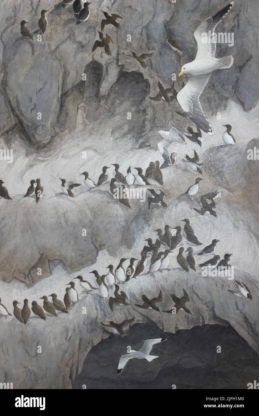 Seabird Nesting Cliff Painting Stock Photo