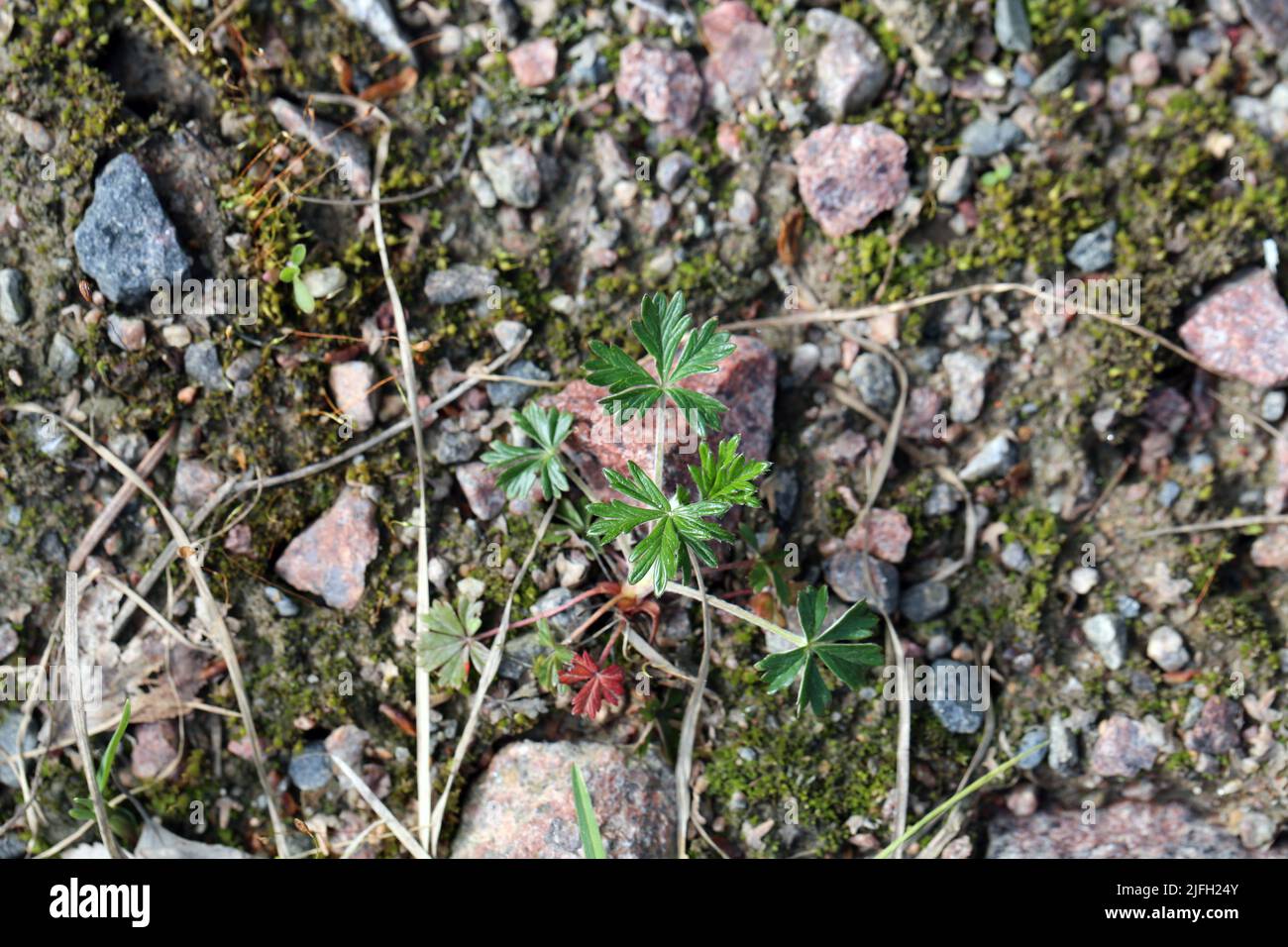 Small green plant with some rocks and moss photographed from above. Color image. Stock Photo