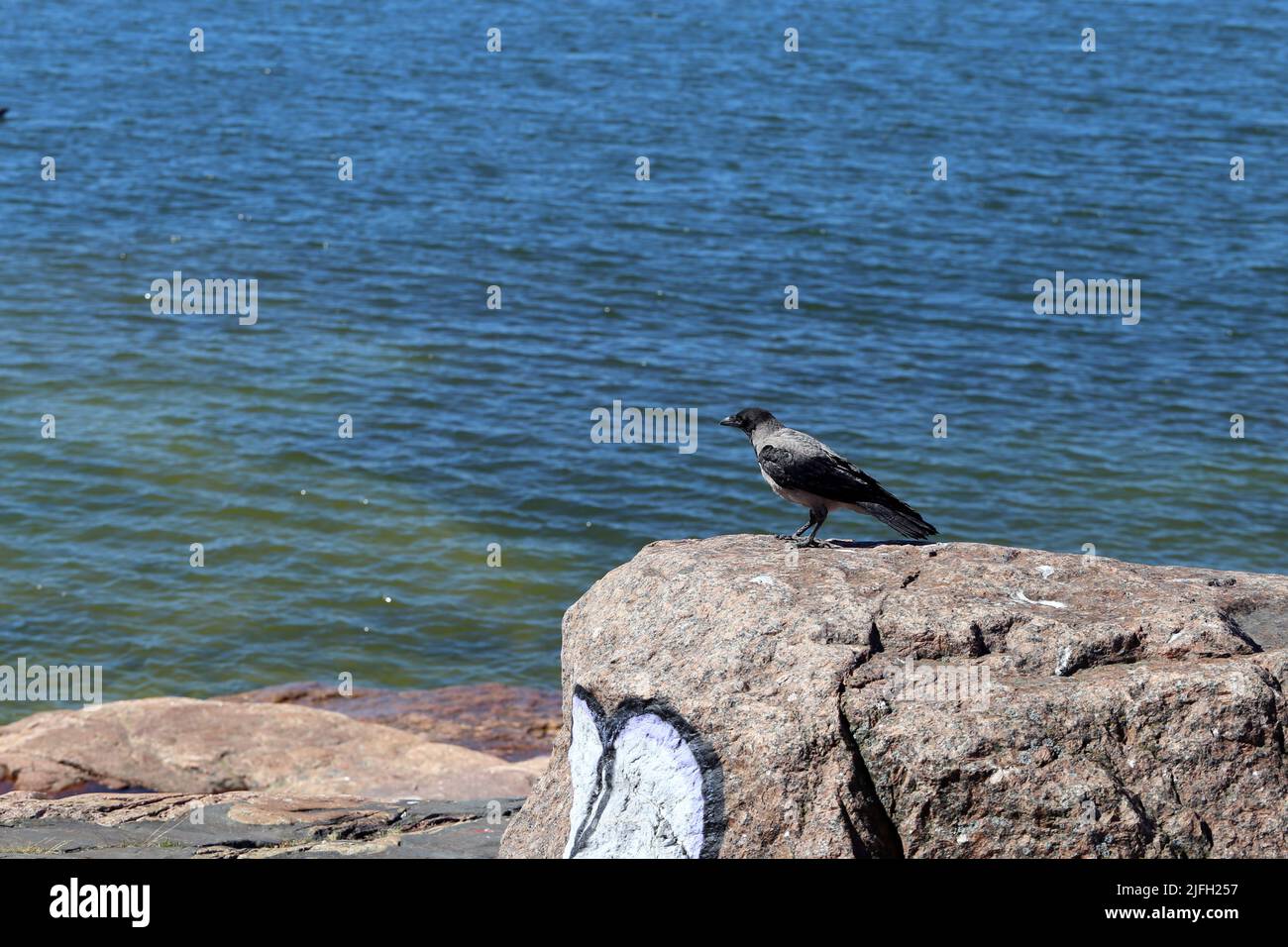 Rocks and stones meeting calm water surface of the Baltic Sea seashore in Helsinki, Finland plus a bird on top of a big rock. Sunny summer day. Scenic Stock Photo