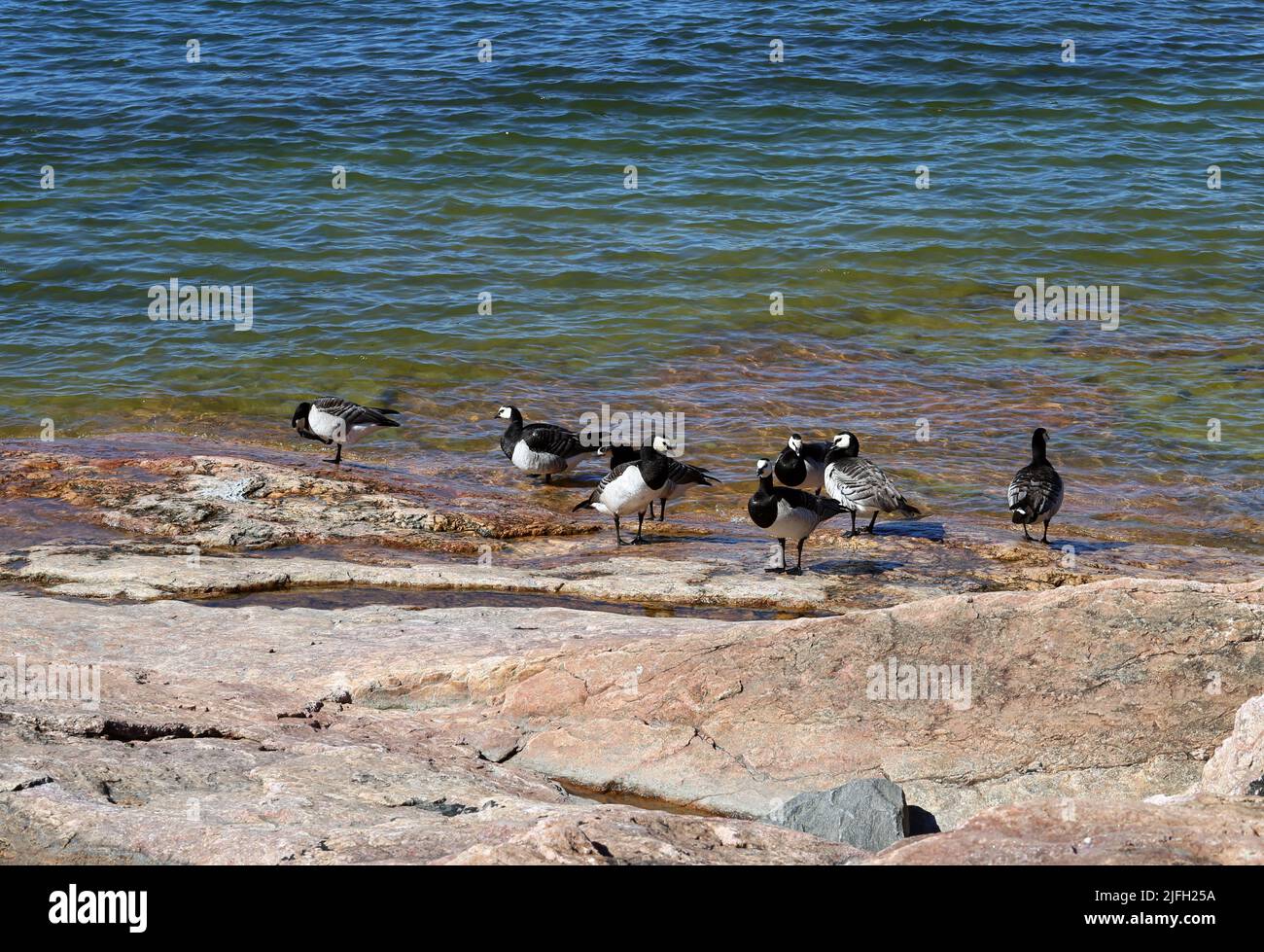 Rocks and stones meeting calm water surface of the Baltic Sea seashore in Helsinki, Finland plus multiple birds on the shore near water. Sunny summer. Stock Photo