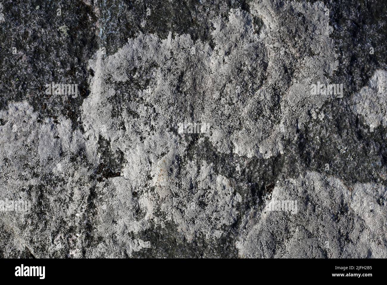 Grey lichen on a surface of dark grey rock. Photographed in Finland. Closeup image of the beautiful texture created by nature. Stock Photo