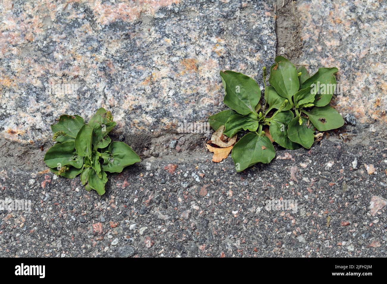 Little green plants surviving trough a street. Concept of strength, freedom, survival and success. Architecture details in Helsinki, Finland. Stock Photo