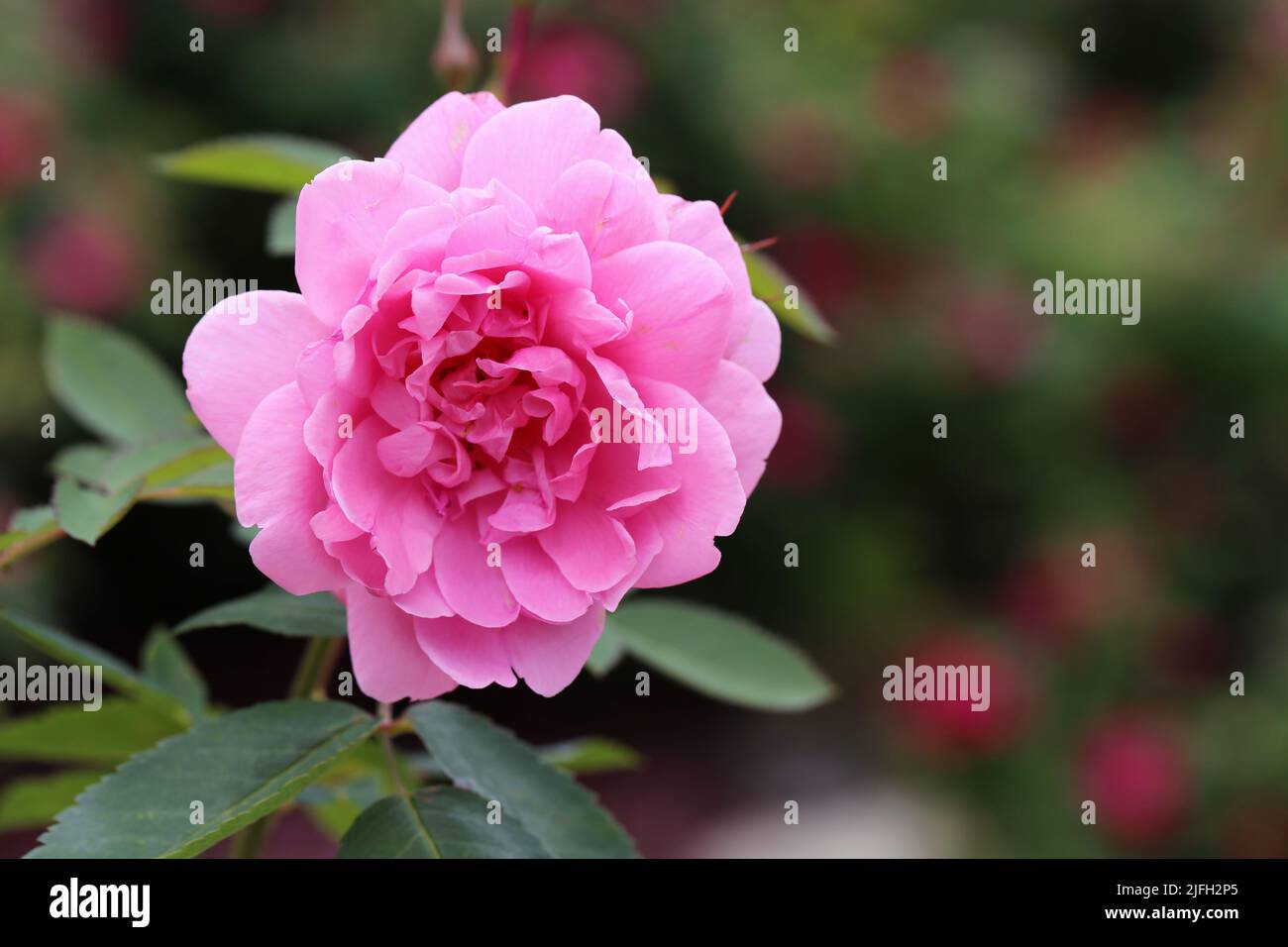 Beautiful blooming pink rose flower and some leaves in a closeup color image. Soft bokeh background. Photographed in a garden located in Kuopio. Stock Photo