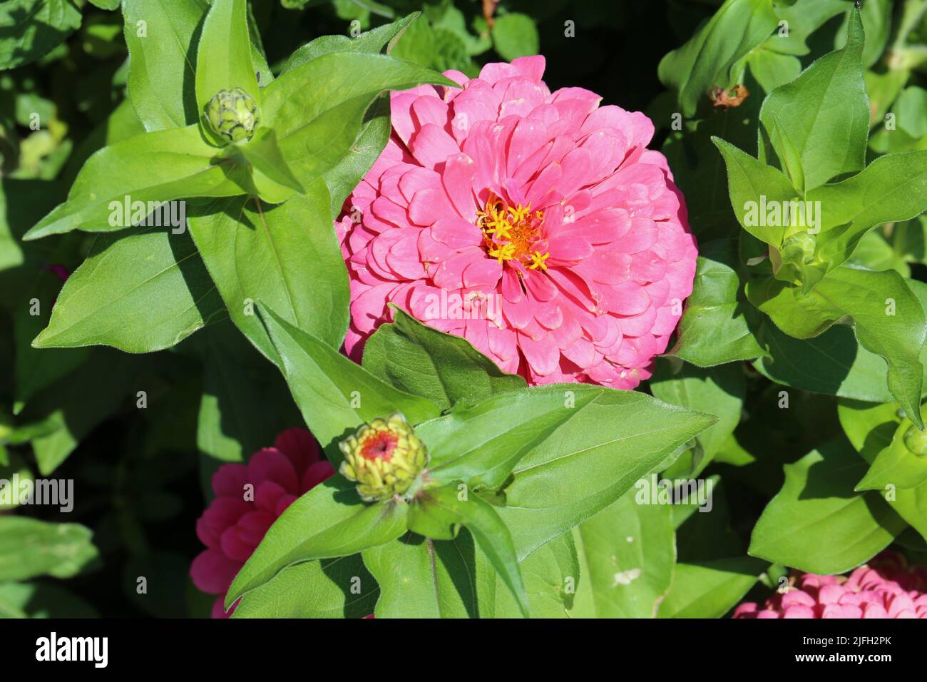 Beautiful blooming pink rose flower and some leaves in a closeup color image. Soft bokeh background. Photographed in a garden located in Kuopio. Stock Photo
