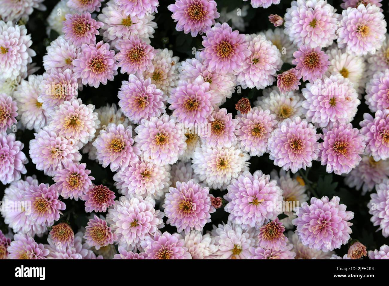 Chrysanthemum (fin: krysanteemi) flower field photographed in Finland. Plenty of beautiful light pink flowers photographed from a high angle view. Stock Photo