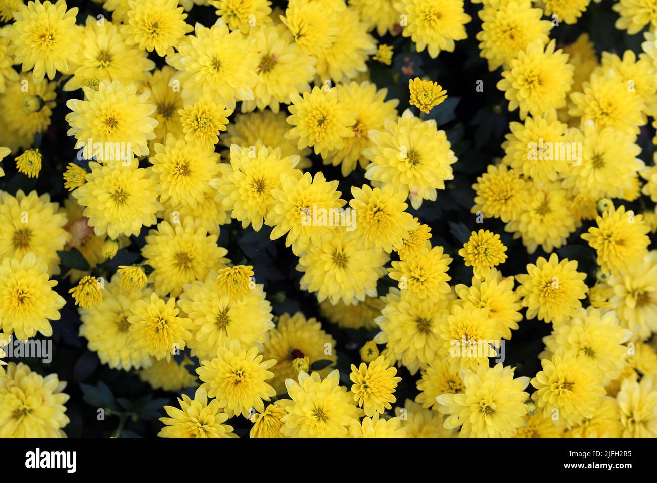 Chrysanthemum (fin: krysanteemi) flower field photographed in Finland. Plenty of beautiful bright yellow flowers photographed from a high angle view. Stock Photo