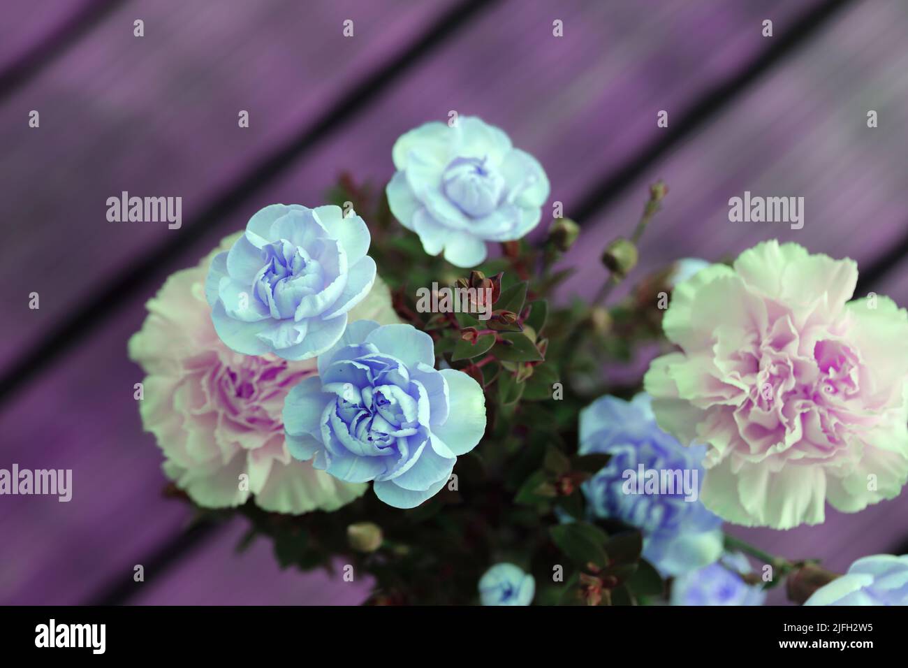 White and light pink dianthus (fin: neilikka) flowers in a closeup. A bouquet of beautiful, romantic flowers - perfect for Valentine's or birthday. Stock Photo