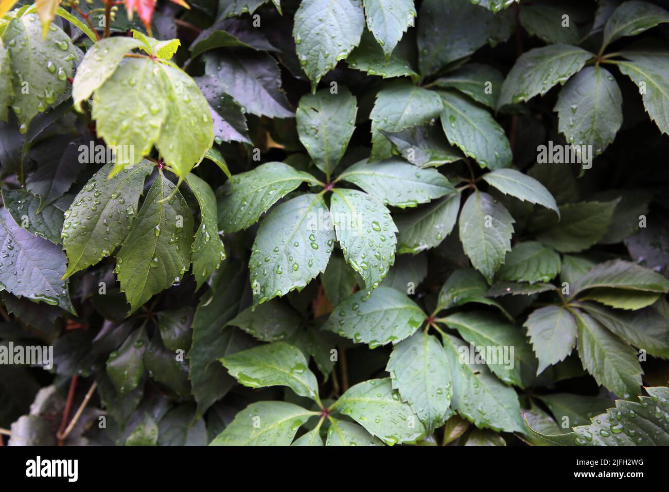 Green wall covered with a plant with a lot of green leaves. Photographed after a rain so the leaves have rain water drops on them. Beautiful natural. Stock Photo