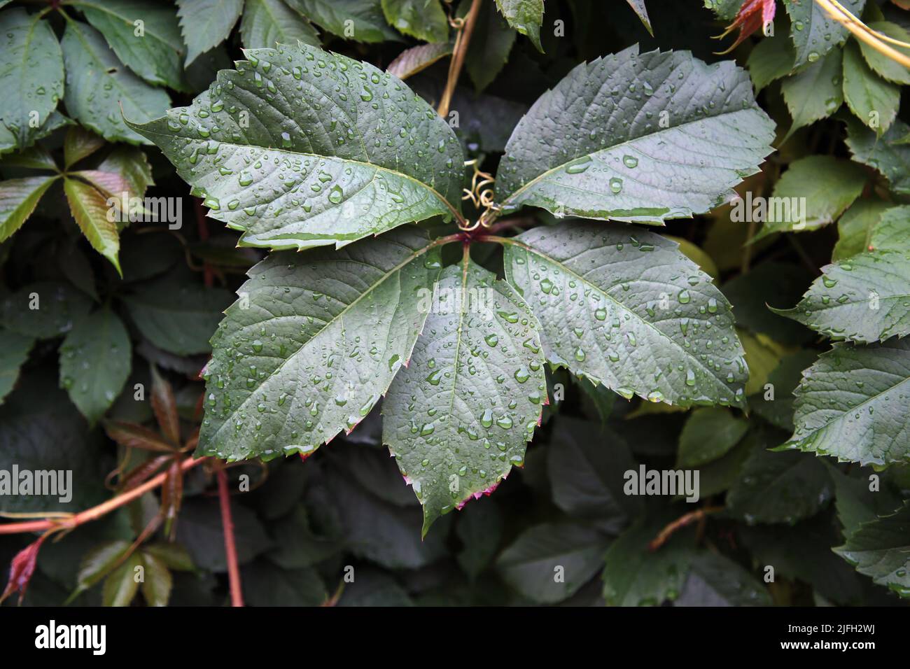 Green wall covered with a plant with a lot of green leaves. Photographed after a rain so the leaves have rain water drops on them. Beautiful natural. Stock Photo