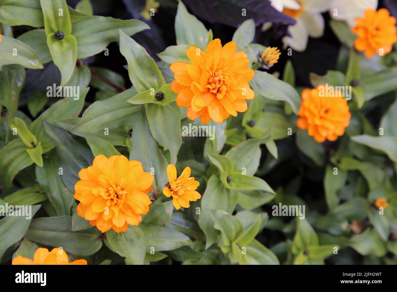Orange chrysanthemum aka Dahlia flowers with green leaves photographed in a garden in Helsinki, Finland during a sunny fall day. Closeup color image. Stock Photo