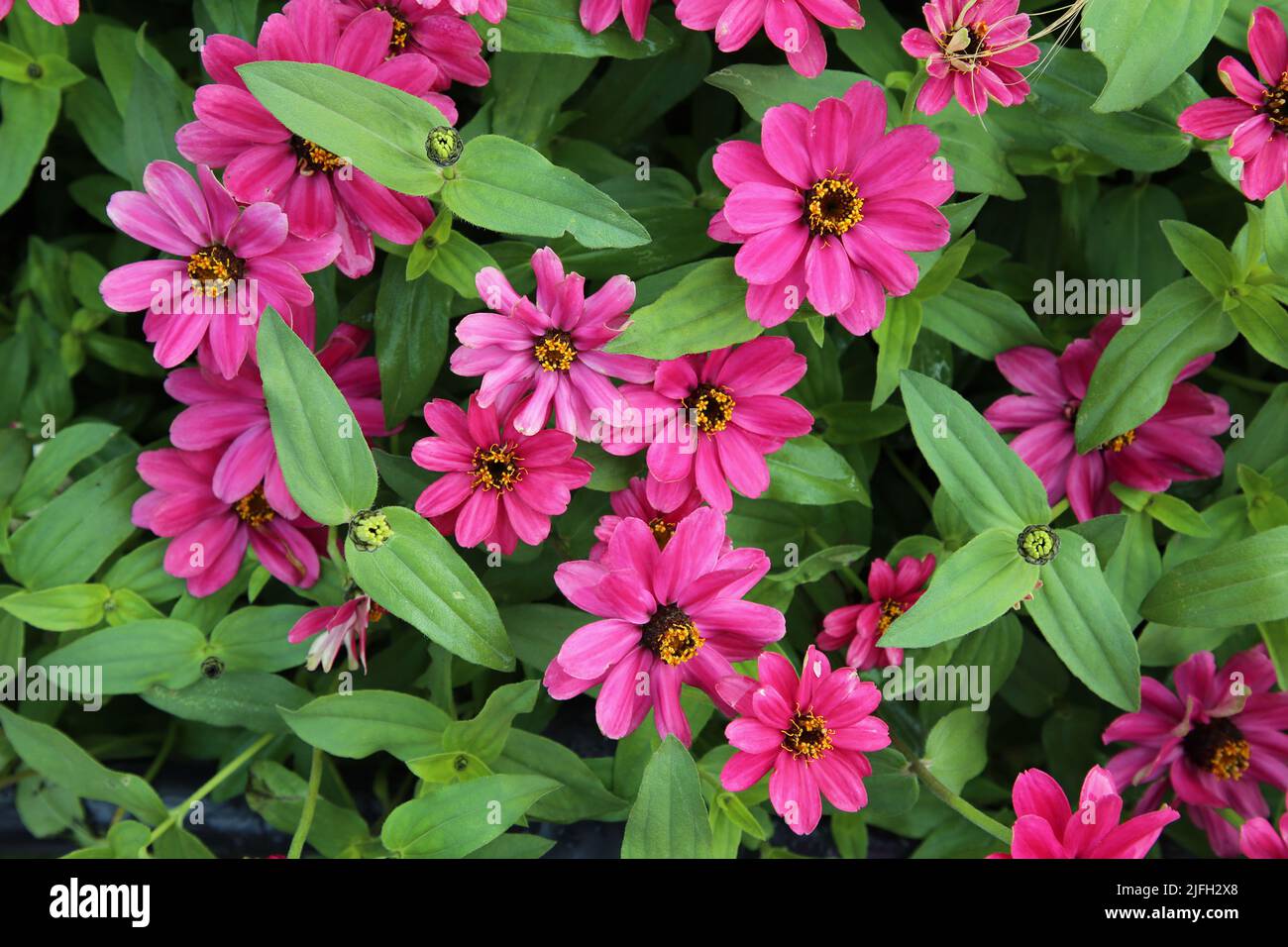 Plenty of beautiful pink zinnia flowers in a closeup. Bright blooming garden flowers photographed during spring season in Helsinki, Finland. Stock Photo
