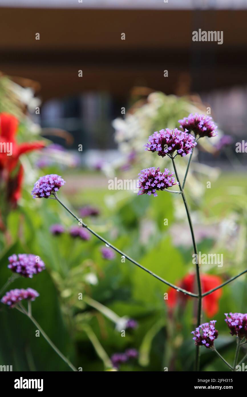 Plenty of purple colored flowers in a closeup with soft background. Beautiful summer themed color image. Stock Photo