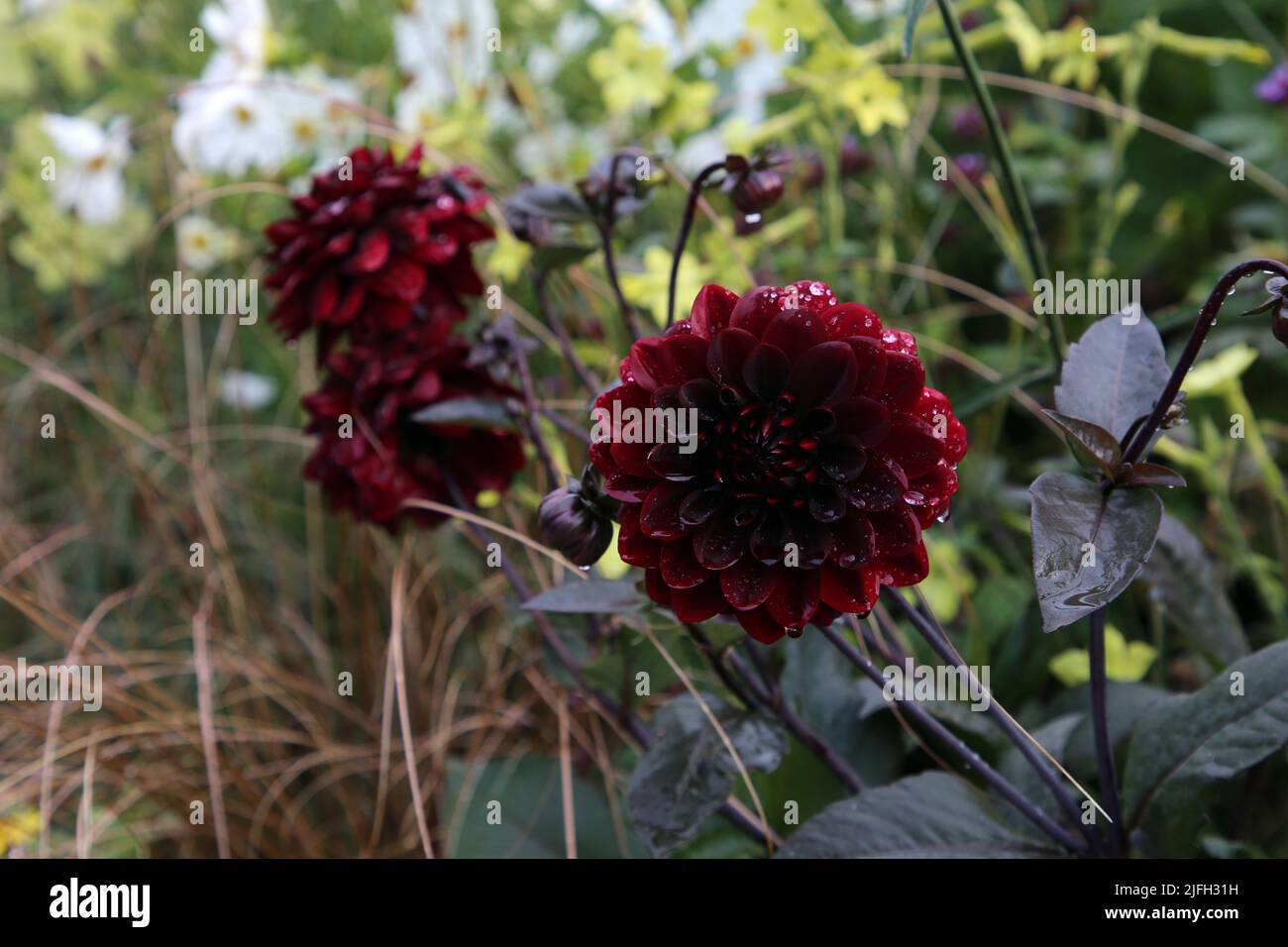 Red chrysanthemum aka Dahlia flowers with green leaves photographed in a garden in Helsinki, Finland during a sunny fall day. Closeup color image. Stock Photo