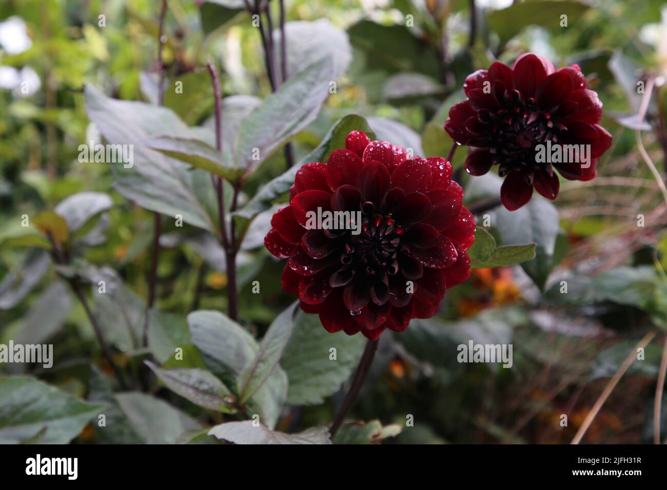 Red chrysanthemum aka Dahlia flowers with green leaves photographed in a garden in Helsinki, Finland during a sunny fall day. Closeup color image. Stock Photo
