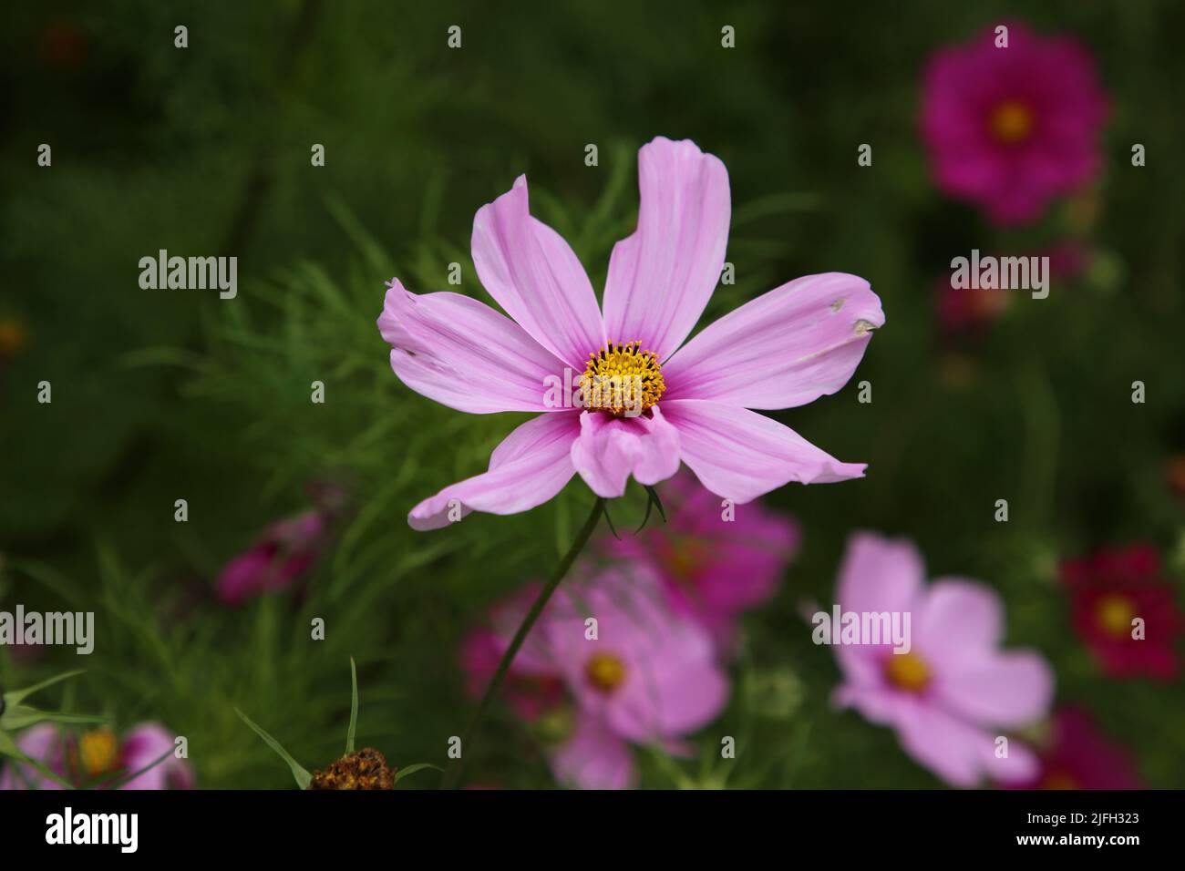 Bright pink cosmos aka aster flowers (fin: kosmos kukka) in a closeup image with some greens in the background. Beautiful spring flowers photographed. Stock Photo