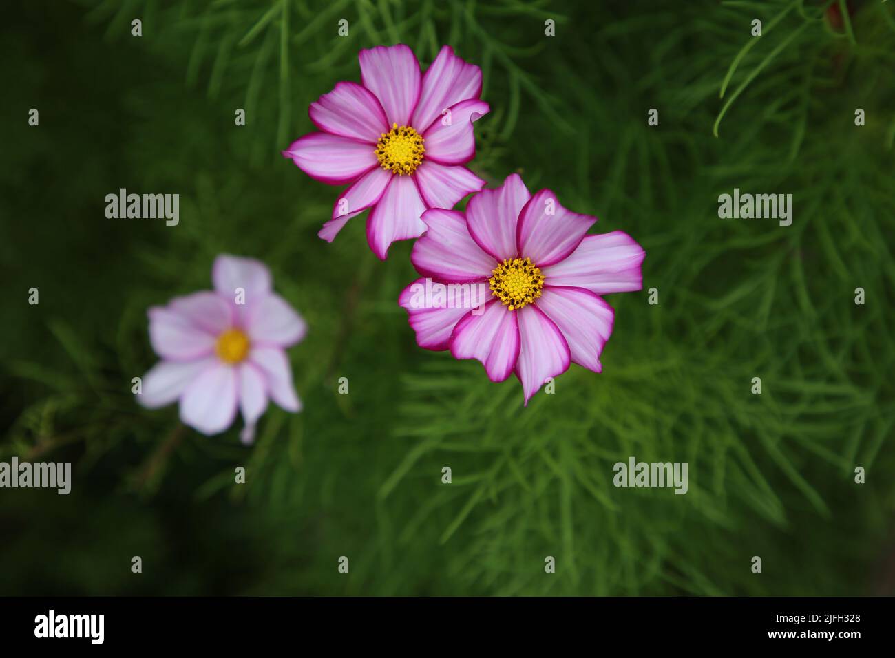 Bright pink cosmos aka aster flowers (fin: kosmos kukka) in a closeup image with some greens in the background. Beautiful spring flowers photographed. Stock Photo