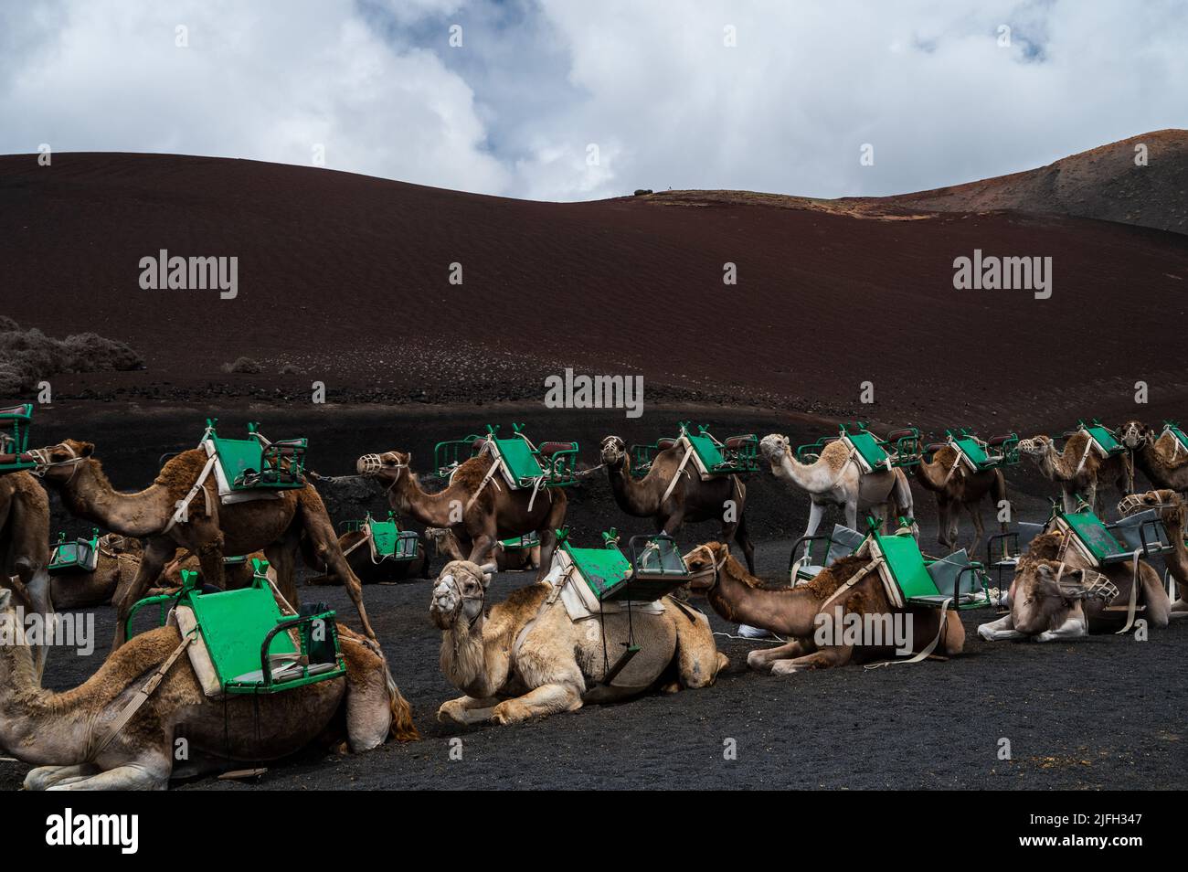 Lanzarote, Spain. 02nd July, 2022. Camels waiting for tourists for a ...