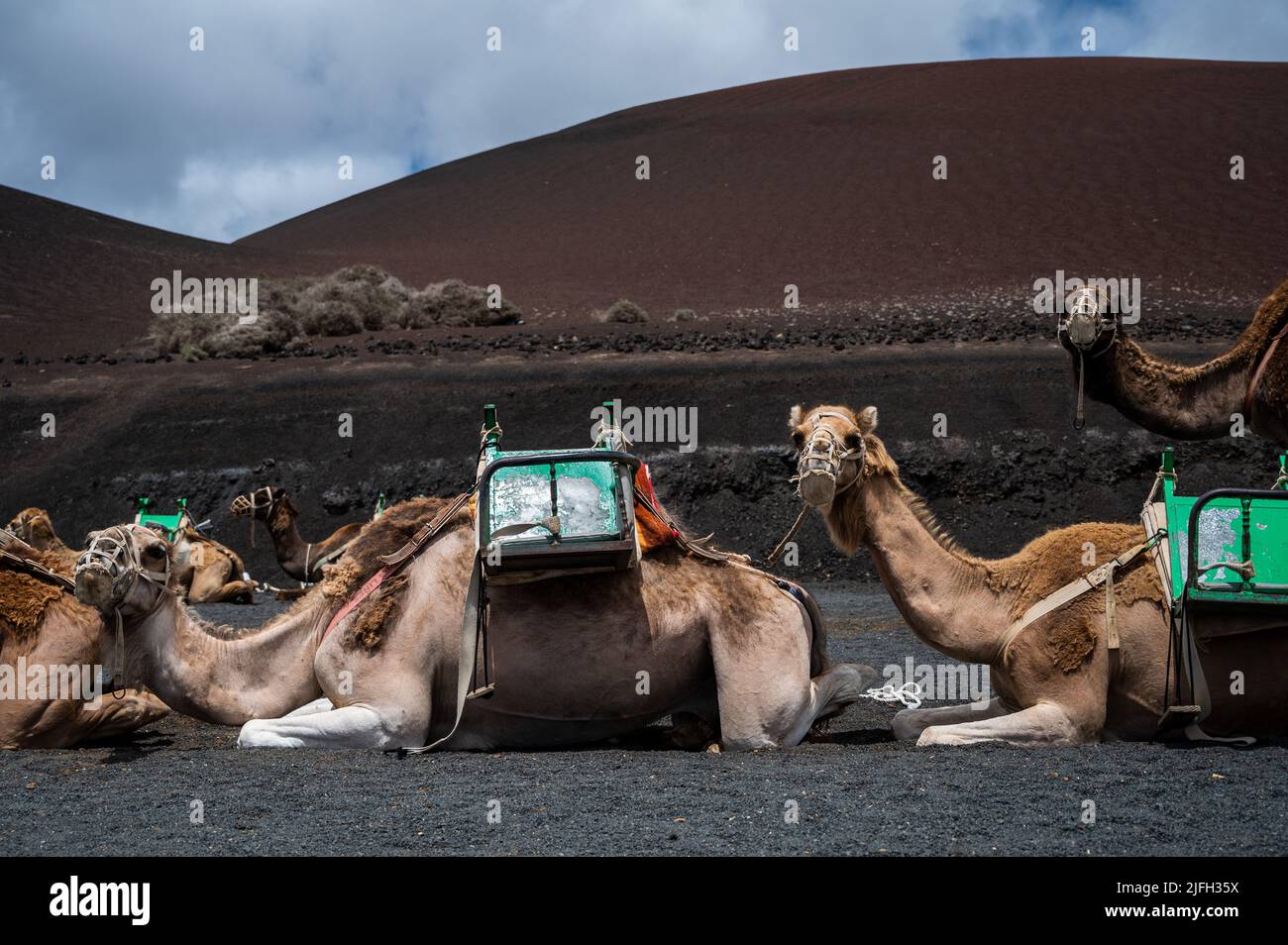 Lanzarote, Spain. 02nd July, 2022. Camels waiting for tourists for a ...