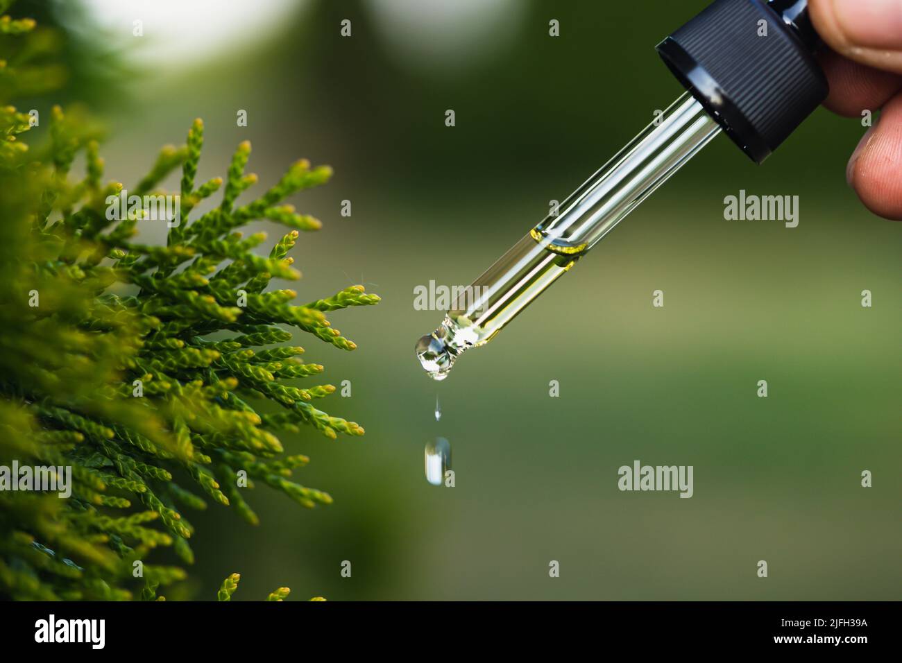 Pine essential oil dripping from pipette. Aromatherapy, spa, massage