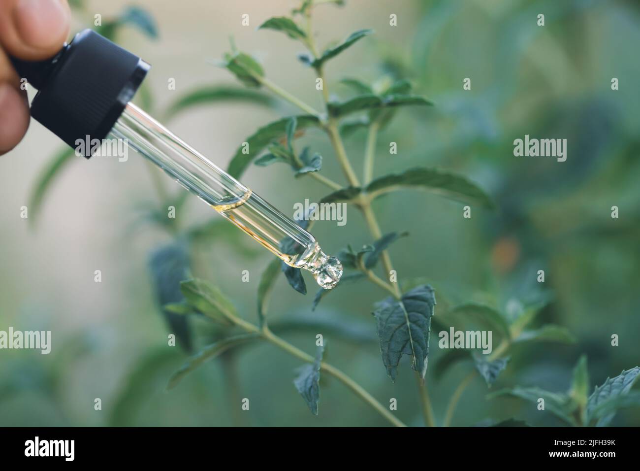 Mint essential oil dripping from pipette. Aromatherapy, spa, massage