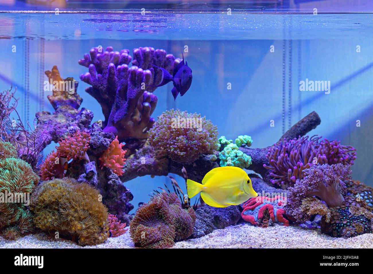 Yellow tang pet fish in coral aquarium tank Stock Photo Alamy