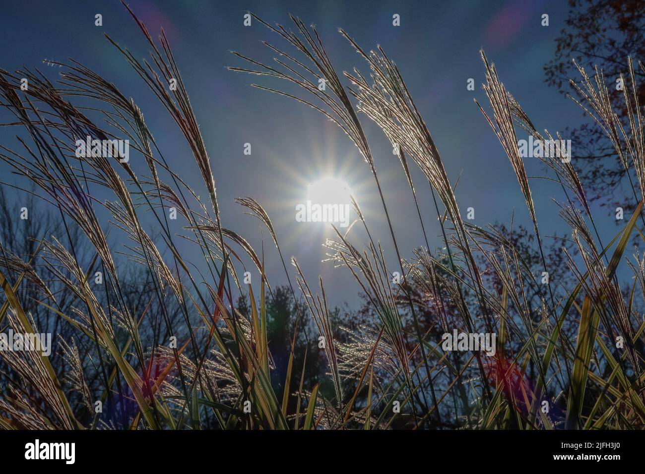 The long fluffy plants against the shining sun Stock Photo