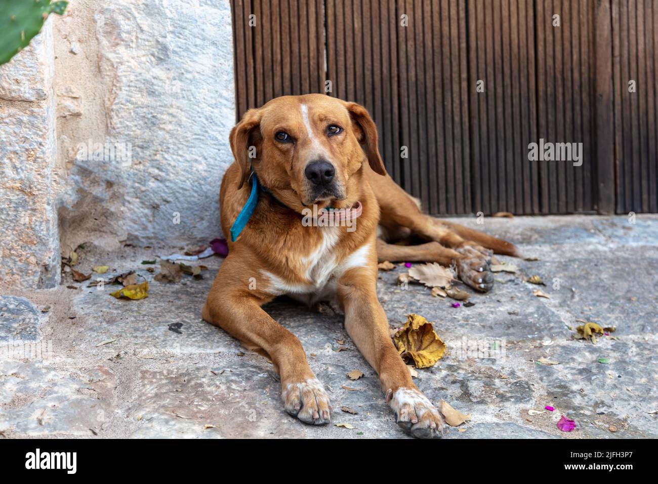 Guard dog is laying on paved street outside of house entrance. Greece, Mani Laconia, Peloponnese. Portrait of large friendly brown domestic pet. Secur Stock Photo