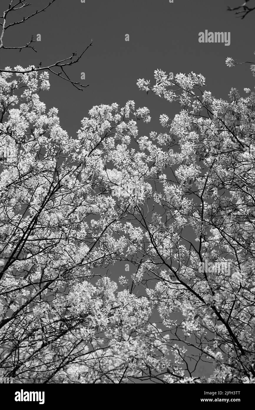 Beautiful spring flowers growing in the bright summer sun in black and ...