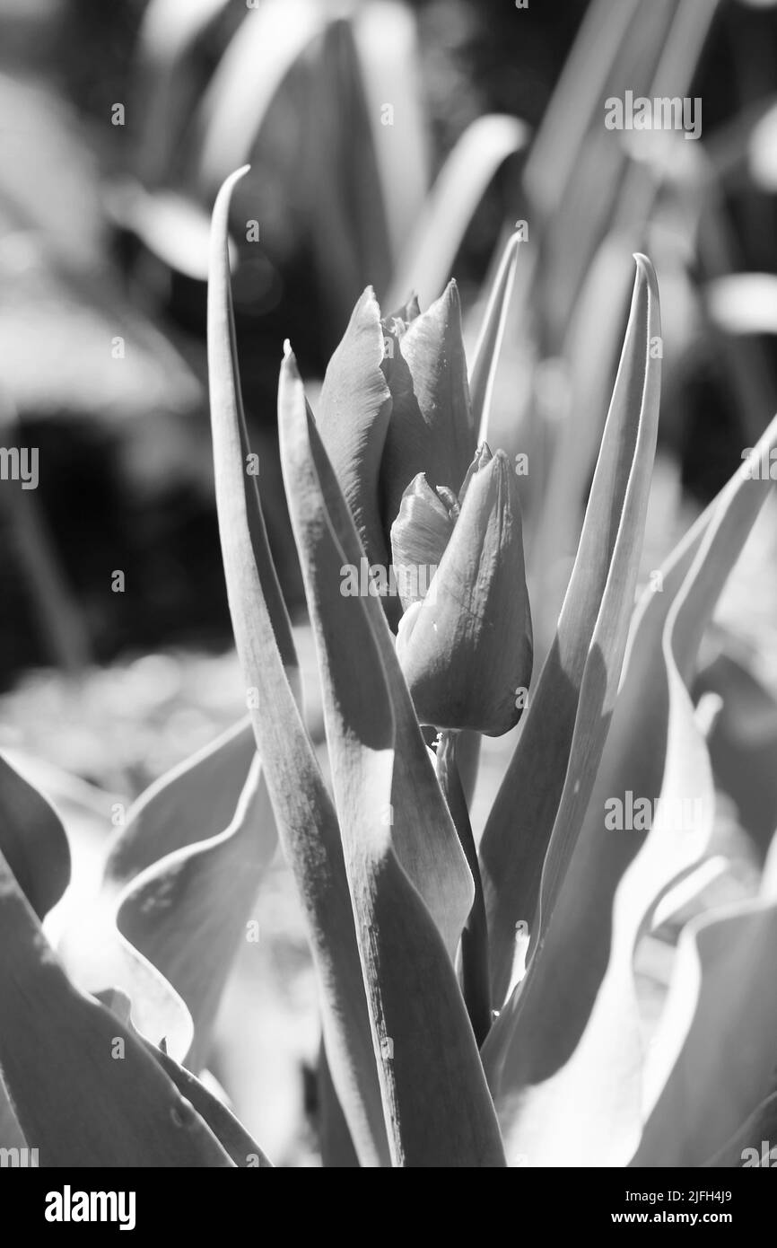 Beautiful spring flowers growing in the bright summer sun in black and white. Stock Photo