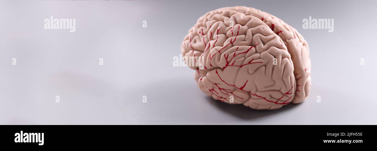 Artificial plastic model of human brain on gray background Stock Photo