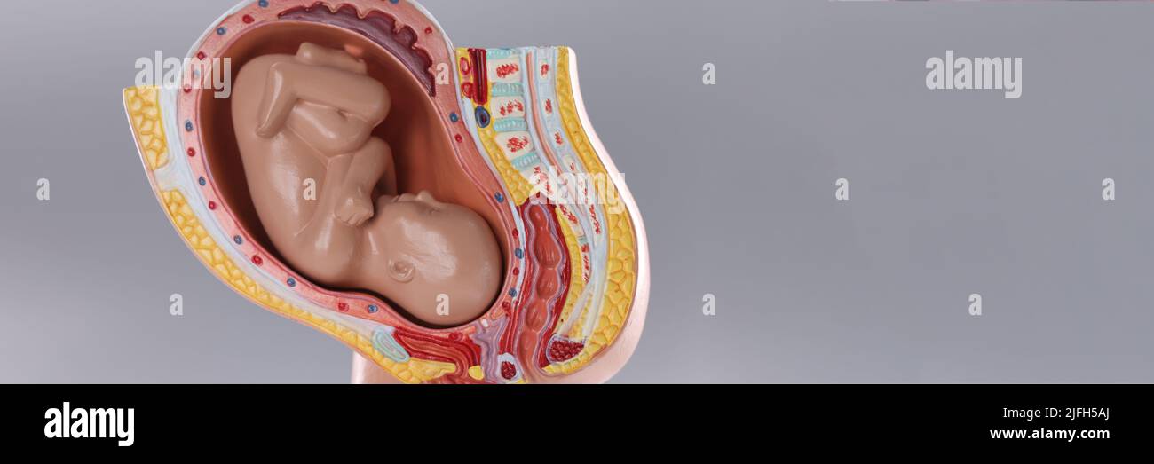 Closeup of artificial mock uterus with fetus on gray background Stock Photo