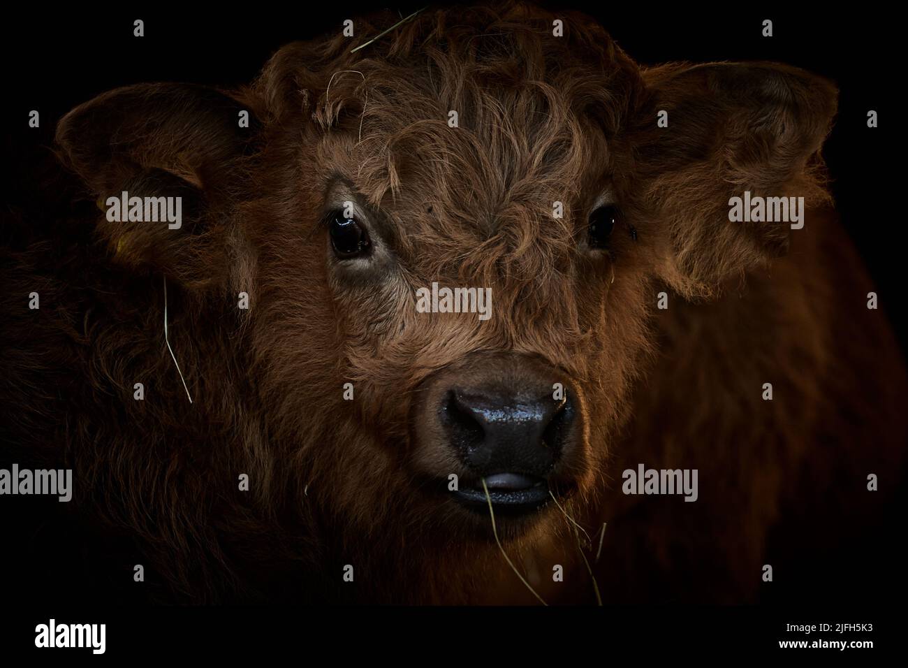 Highland cow face close up hi-res stock photography and images - Alamy