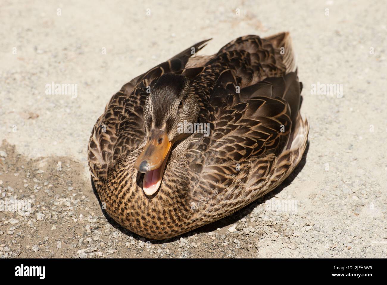 Duck grit hires stock photography and images Alamy