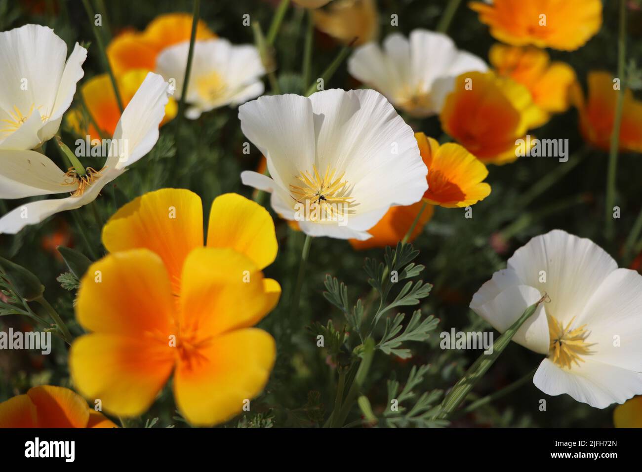 Summer background. Flowers of eschscholzia californica or californian poppy, flowering plant of family papaveraceae Stock Photo