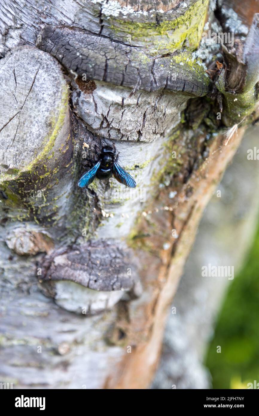 A wonderful blue wood bee works on the trunk of an old tree. Stock Photo