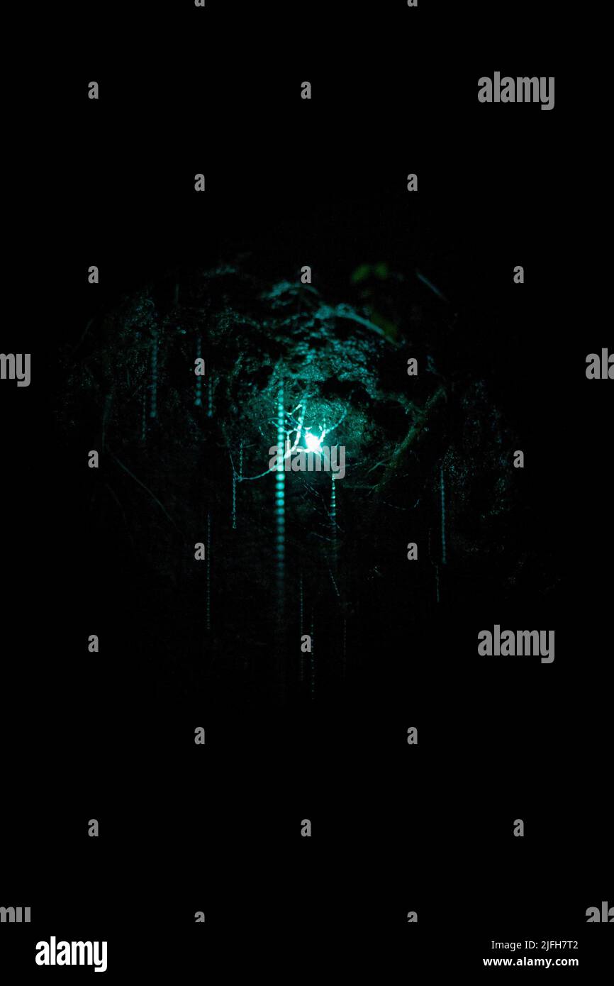 A glowing light on tree plants in the dark garden at night Stock Photo