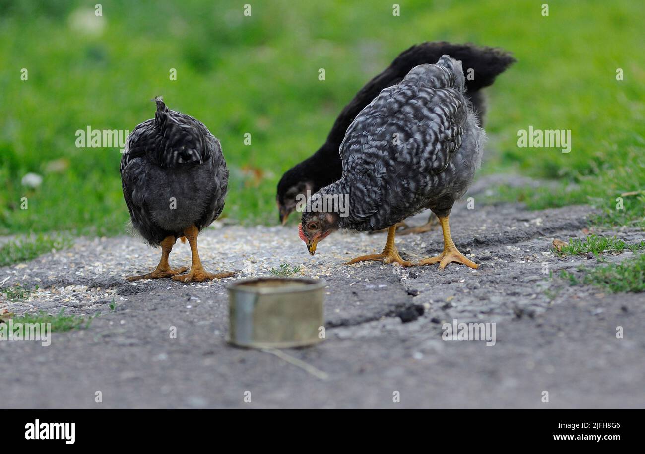 Chickens pecking corn on a village yard Stock Photo Alamy