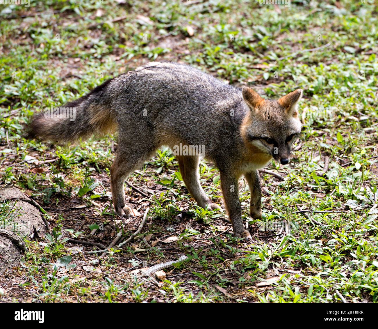 Grey fox animal walking in a field, exposing its body, head, ears, eyes, nose, tail enjoying its surrounding and environment. Stock Photo