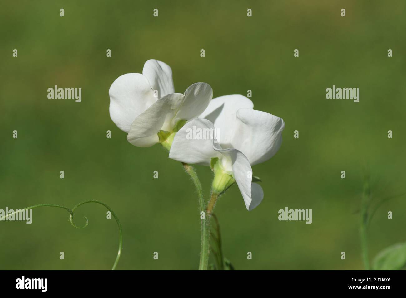 Close up flowers of White everlasting sweet pea (Lathyrus latifolius albus) of the pea family Fabaceae. July, Dutch garden. Stock Photo