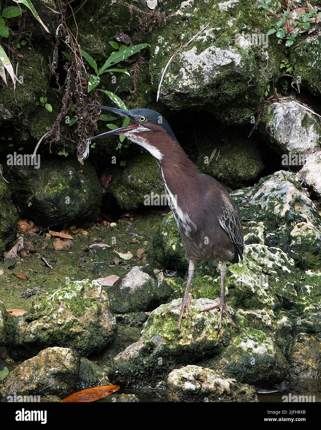 Green Heron shouting or singing with a open beak, standing on moss ...
