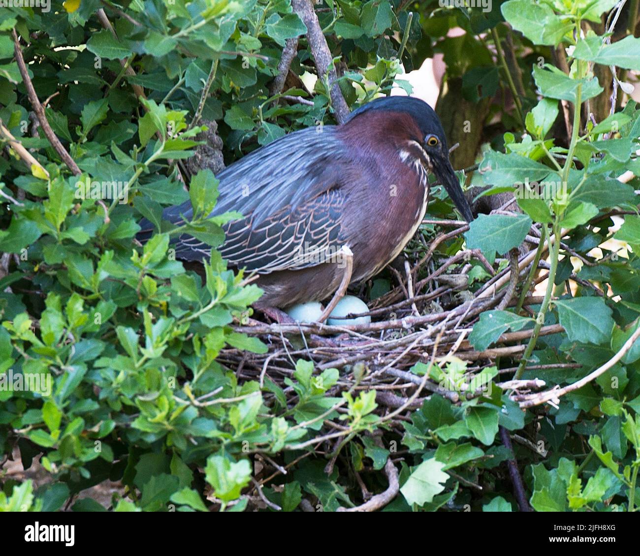 Green Heron birds with eggs on the nest, courtship. Stock Photo