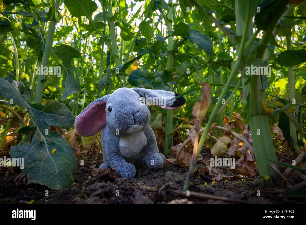 Soft toy green rabbit hi-res stock photography and images - Alamy
