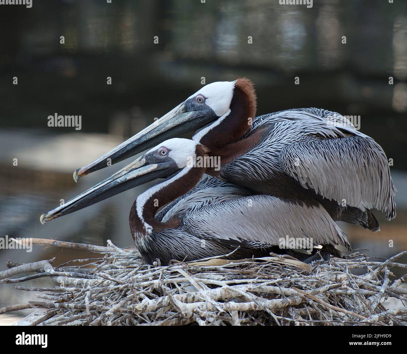 Brown pelican adult couple on the nest interacting with a blur background in their surrounding and environment. Pelican Photo. Portrait. Image. Pic Stock Photo