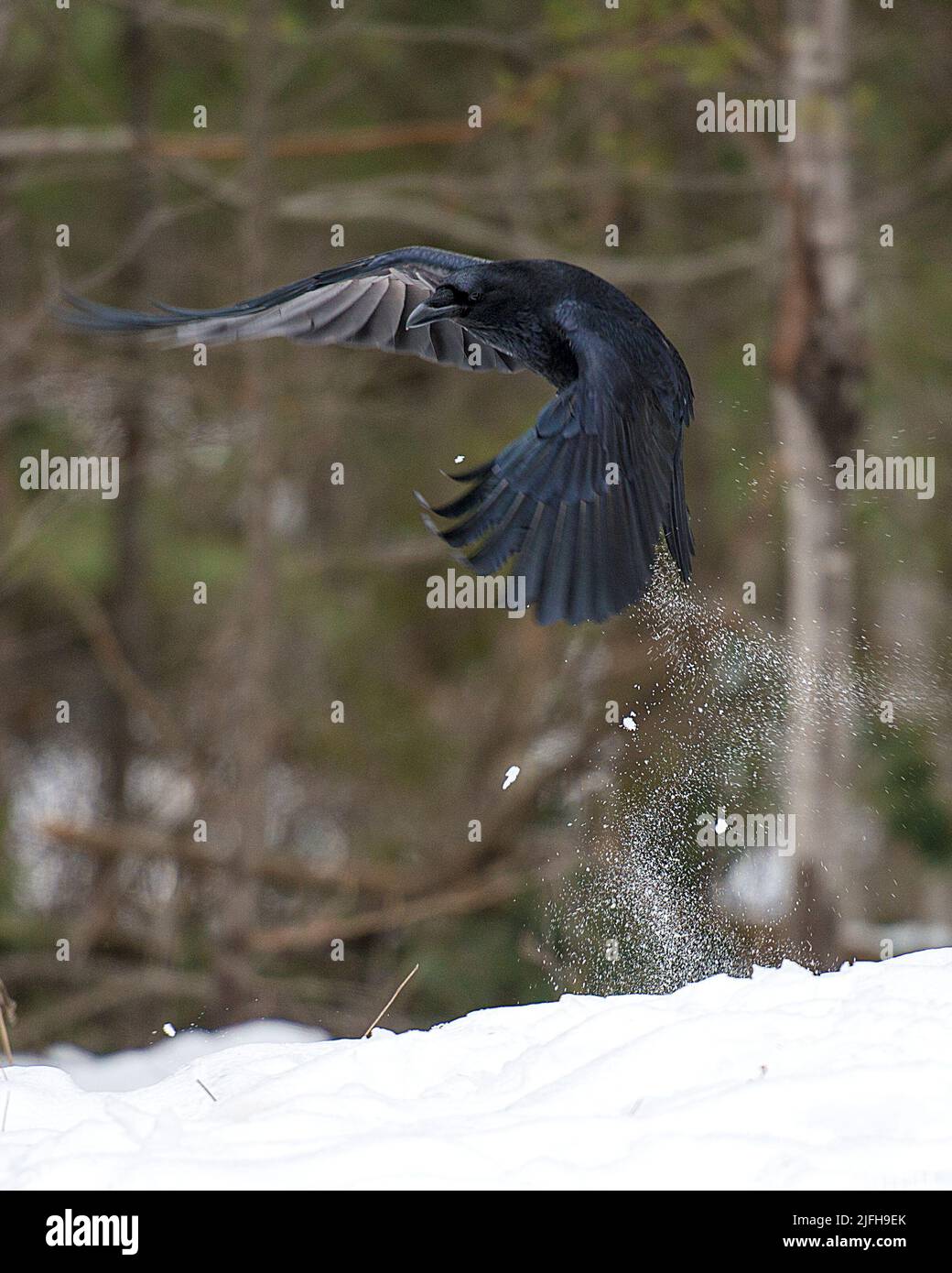 Raven bird flying in the winter season with a blur background in its environment and habitat displaying spread wings, black feather plumage. Crow. Stock Photo