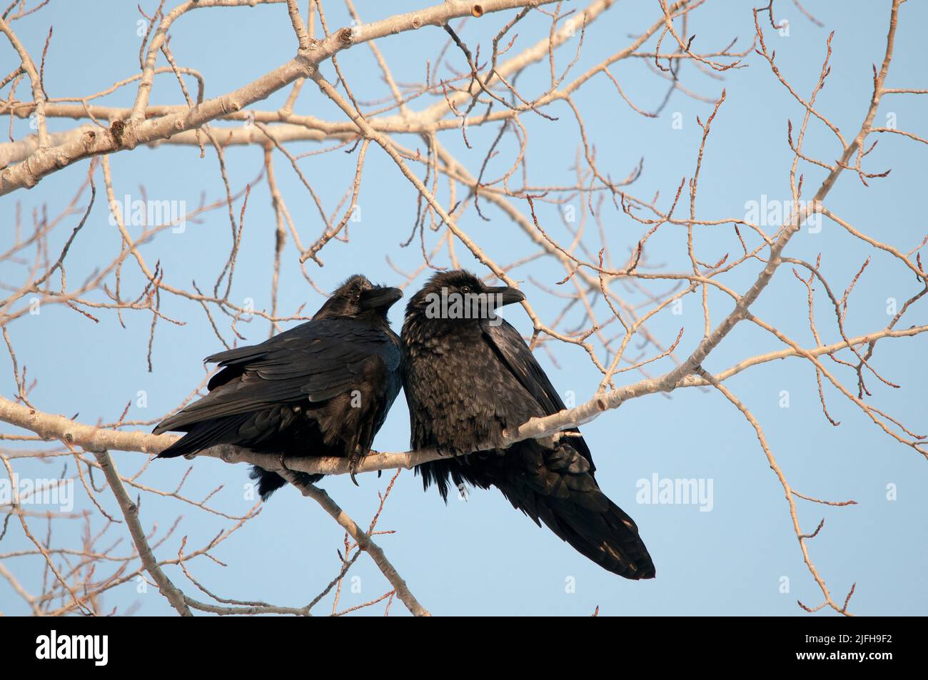 Raven bird couple perched close-up profile view with a blue sky background in its habitat and environment displaying their black feather plumage, beak Stock Photo