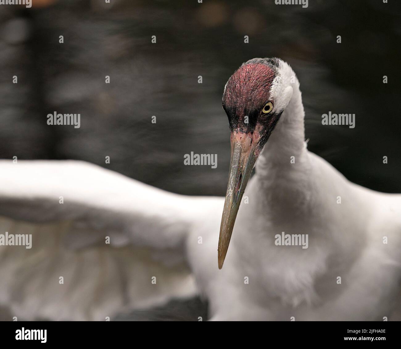 Whopping Crane head close-up profile view with spread wings with background displaying red crown on its head, eye, beak, white colour in its habitat. Stock Photo