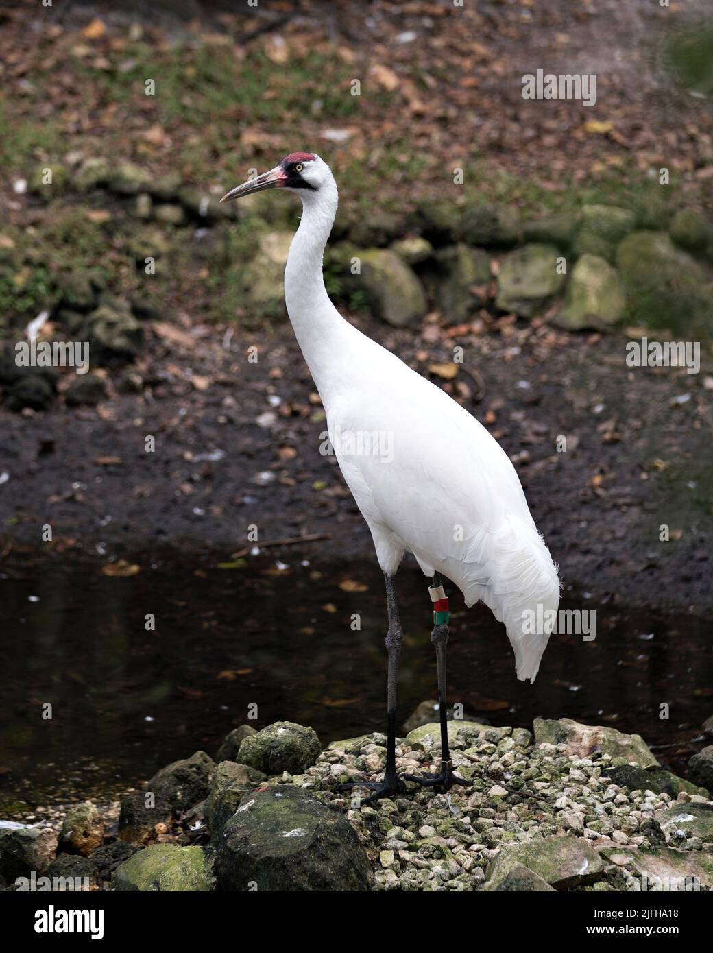 Whopping Crane close up side view displaying its red crown on its head, eye, beak and white feather plumage in its habitat surrounding and environment Stock Photo