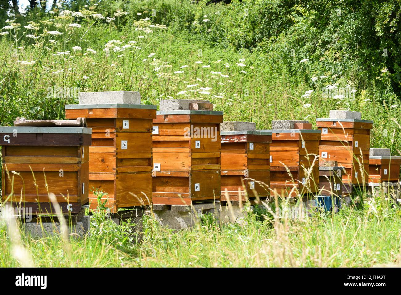 Bee hives on a rural beekeeping farm to produce honey Stock Photo