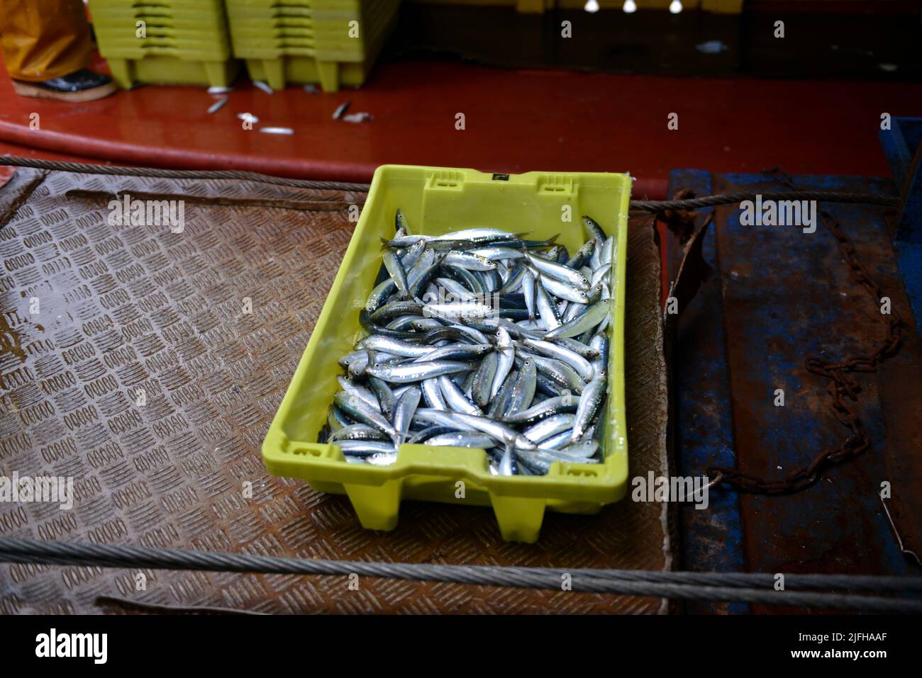 sardine fishing in vendée, france Stock Photo Alamy